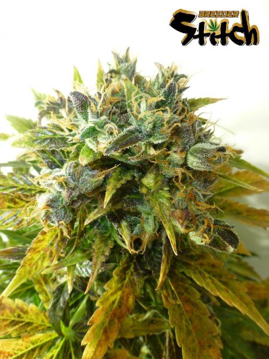 Stardust Autoflowering Regular Seeds