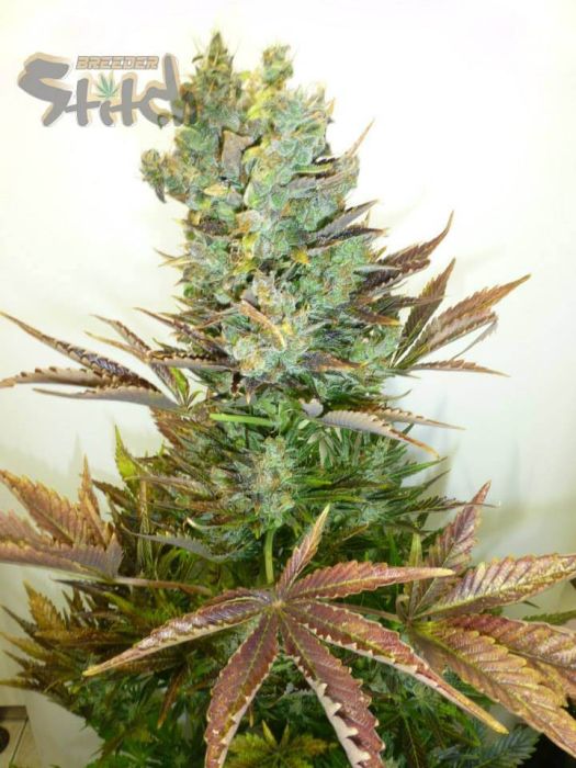 Stitch's Love Potion Autoflowering Feminised Seeds