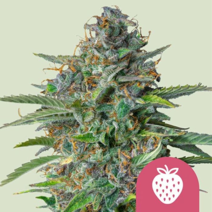 Strawberry Cough Feminized Cannabis Seeds