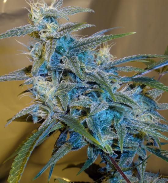 Sugarloaf Feminised Seeds