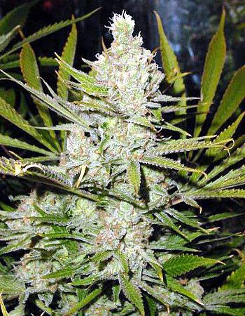 Super Silver Haze Regular Seeds