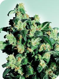 Super Skunk Regular Seeds