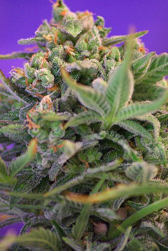 Sweet Cheese Feminised Seeds