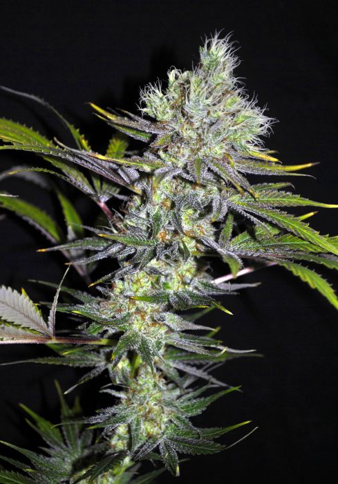 Sweet 'n Sour Widow CBD Regular Seeds