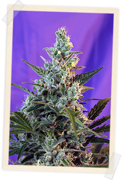 Sweet Skunk FAST Version Feminised Seeds