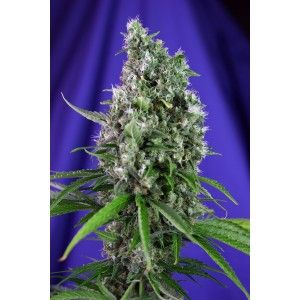 Sweet Trainwreck Auto Feminised Seeds