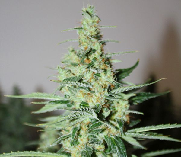 Tangerine Trainwreck Haze Regular Seeds