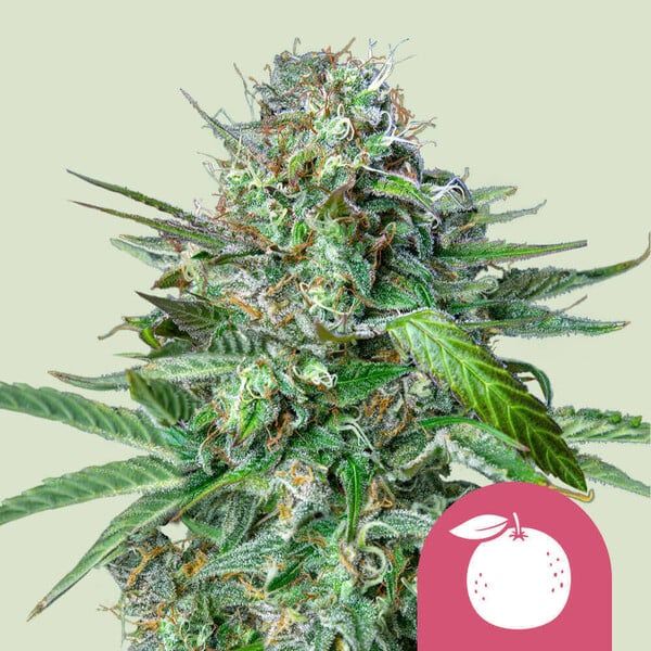 Tangie Feminized Cannabis Seeds