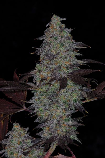 Timewreck Regular Seeds