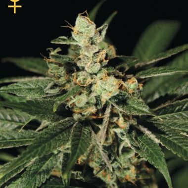 GreenHouse Seeds Train Wreck Feminized