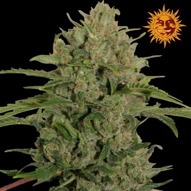 Triple Cheese Feminized Seeds