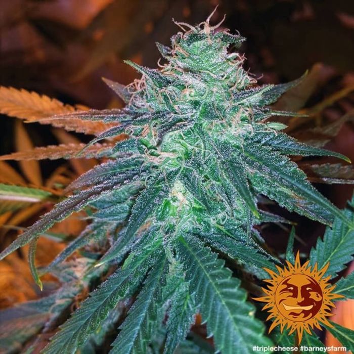 Triple Cheese Feminized Seeds