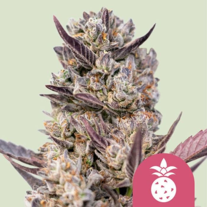 Tropicana Cookies Purple Feminized Cannabis Seeds