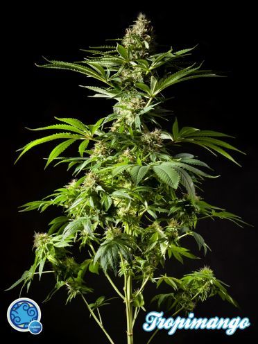 Tropimango Feminised Seeds