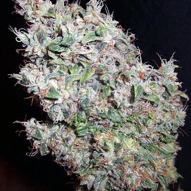 White Citrus Auto