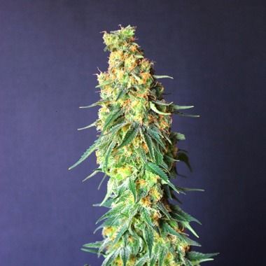 White Domina CBD