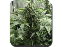 White Dwarf Auto Feminised Seeds