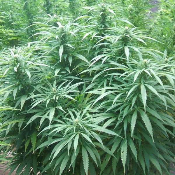 White Rhino Feminised Seeds