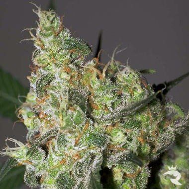 White Russian