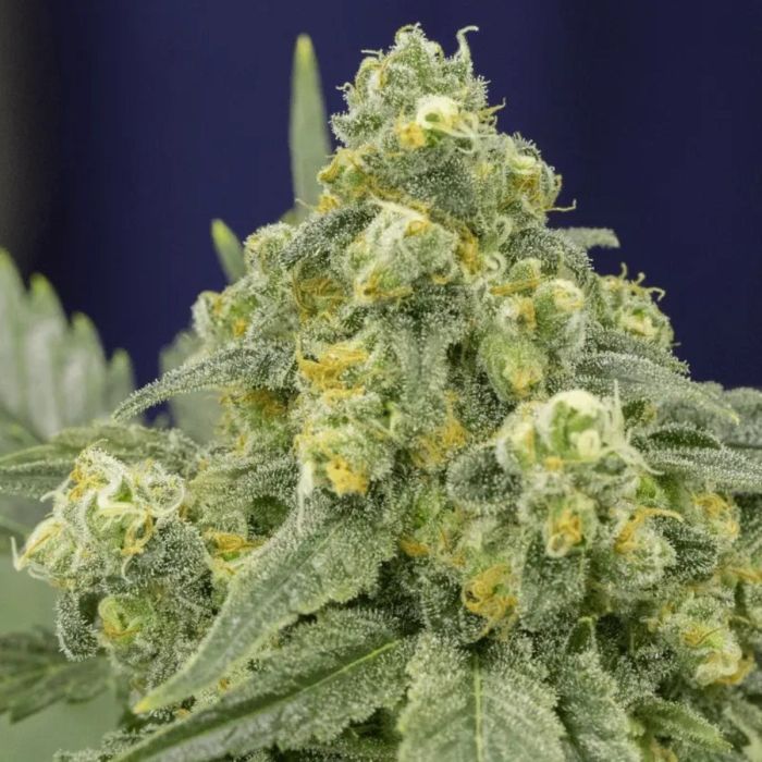 White Widow Feminized Seeds