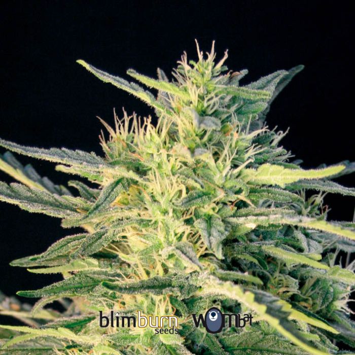 Wombat Feminised Seeds