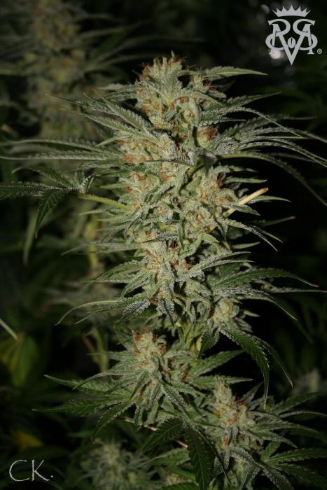 Wonder Kush Regular Seeds