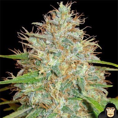 World of Seeds Afghan Kush x Skunk Feminized