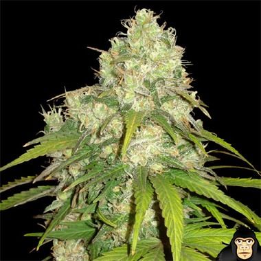 World of Seeds Afghan Kush x Yumbolt Feminized