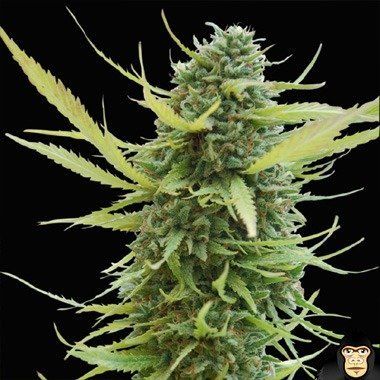 World of Seeds Columbian Gold Feminized