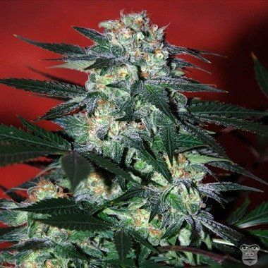 World of Seeds Delirium Feminized