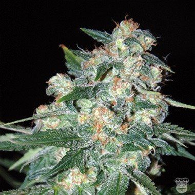 World of Seeds Ketama Feminized