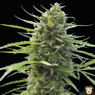 World of Seeds Kilimanjaro Feminized