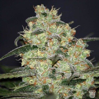 World of Seeds Madness Feminized