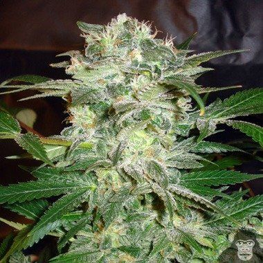 World of Seeds Mazar Kush Feminized