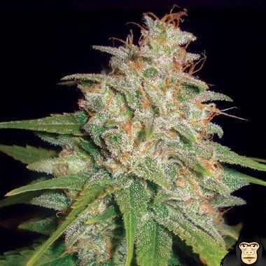 World of Seeds Mazar x White Rhino Feminized