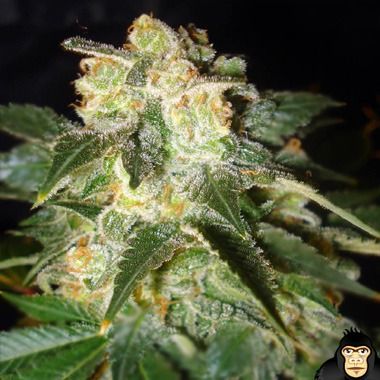 World of Seeds Pakistan Ryder Autoflowering Feminized