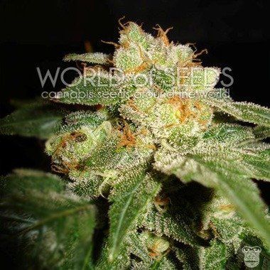 World of Seeds Privilege Feminized