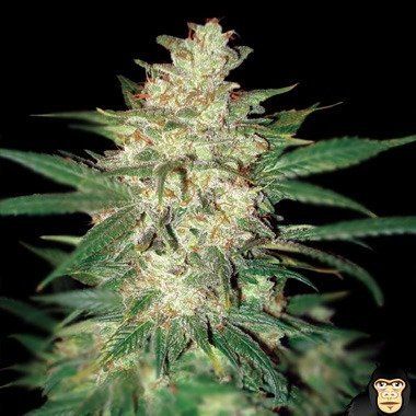 World of Seeds Sweet Coffee Ryder Autoflowering Feminized