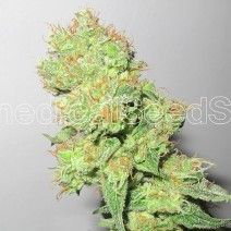 Y Griega CBD Feminised Seeds