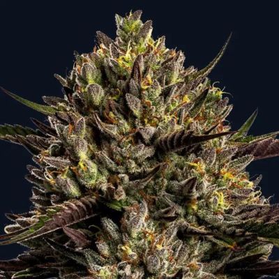 Chimera Cut Feminized Cannabis seeds