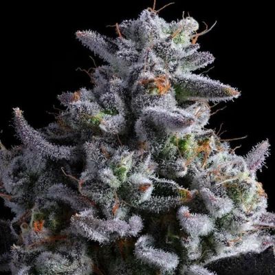 Elementz Feminized Cannabis Seeds