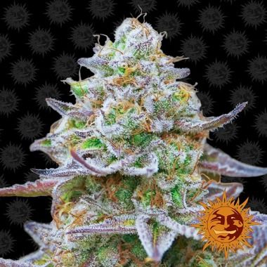 Gorilla Zkittlez Feminized Cannabis Seeds