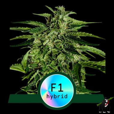 ROYAL QUEEN SEEDS - F1 HYBRIDS - APOLLO F1 AUTO / UK's Marijuana Seeds