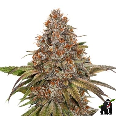 Sale of feminised auto-flowering cannabis seed Seed Stockers Gorilla Glue  Autofl