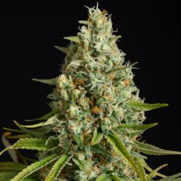 Amnesia Lemon Feminized Seeds – Zesty Citrus and Legendary Genetics

