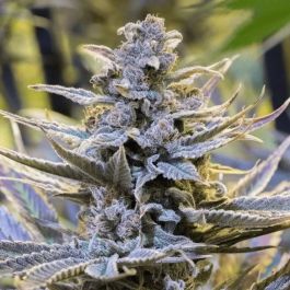 Cookielato Feminized Seeds by Silent Seeds – Premium cannabis genetics with cookie and gelato flavors.

