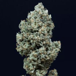 Critical 2.0 Auto Feminized Seeds by Silent Seeds – Fast-flowering cannabis genetics with bold earthy and citrus flavors.

