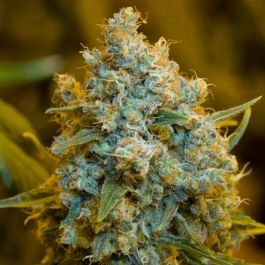 Critical Jack Feminized Seeds – Legendary Hybrid Genetics

