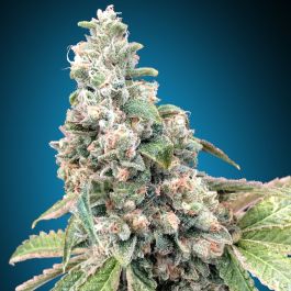 Harlequin CBD Feminized Cannabis Seeds