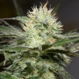 Lemon Sorbet Feminized Seeds by Silent Seeds – Premium cannabis genetics with a tangy citrus flavor.

